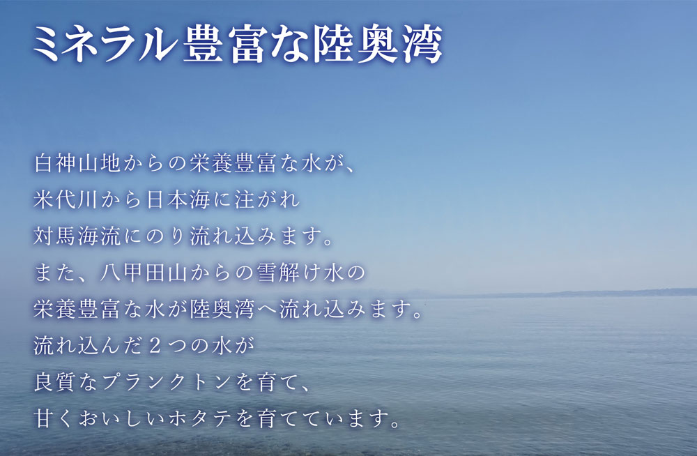 ほたて　陸奥湾