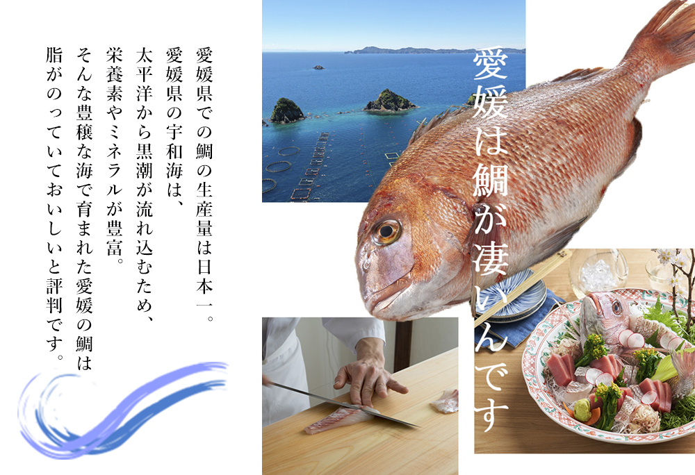 愛媛県産　鯛